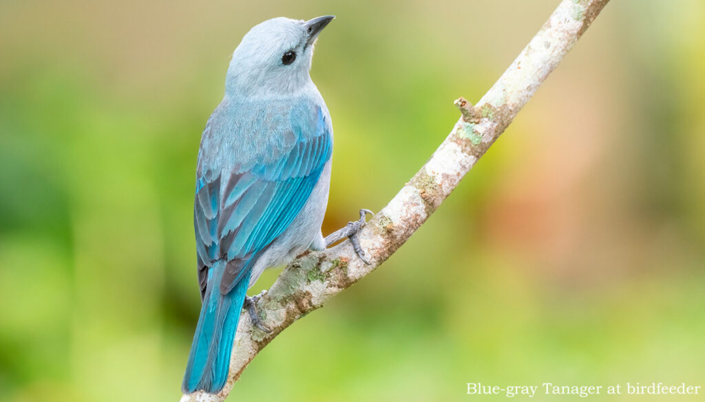 Blue-gray Tanager at Birdfeeder in Costa Rica