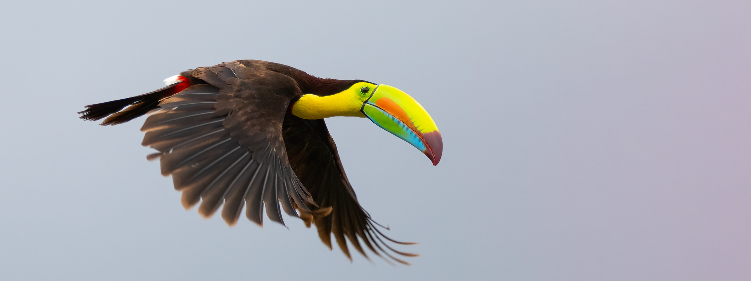 Keel-billed Toucan in flight Costa Rica