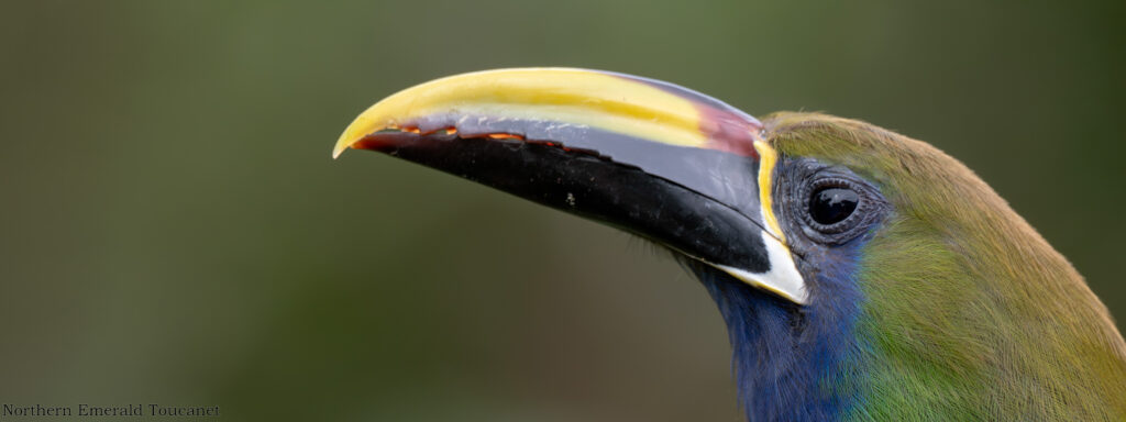 Northern Emerald Toucanet at feeder in Costa Rica