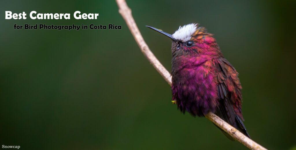 Snowcap bird photography in Costa Rica